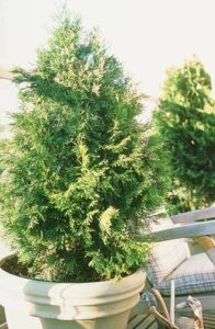 Aftercare for Newly Planted Trees Image